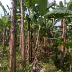 Diduga Hendak Curi Pisang, Pelaku Kabur Tinggalkan Sepeda Motor