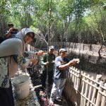 PT Pertamina RU VI Balongan Berdayakan  Warga Budidaya Kepiting Di Area Hutan Mangrove