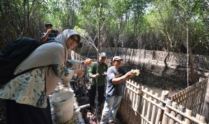 PT Pertamina RU VI Balongan Berdayakan Warga Budidaya Kepiting Di Area Hutan Mangrove