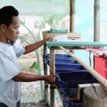 Harga Jual Tinggi, Pertamina Berdayakan Warga Budidayakan Maggot Lalat BSF