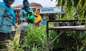 TP PKK Indramayu Bersama Kelompok Wanita Tani Kembangkan Jahe Merah