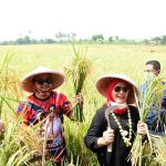 Nina Agustina Hadiri Panen raya di Desa Bugis Indramayu