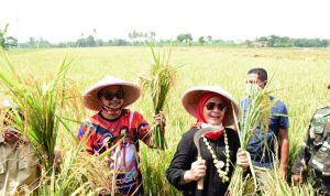 Nina Agustina Hadiri Panen raya di Desa Bugis Indramayu