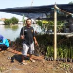 Penanaman Mangrove di Desa Cemara Dari Program padat karya