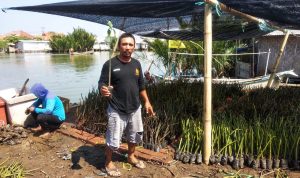 Penanaman Mangrove di Desa Cemara Dari Program padat karya