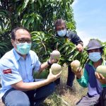 Panen Mangga Agrimania, Pertamina RU VI Balongan Bersama Kelompok Tani Binaan
