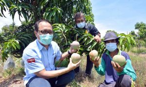 Panen Mangga Agrimania, Pertamina RU VI Balongan Bersama Kelompok Tani Binaan
