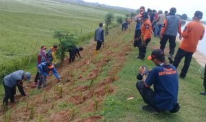 Pemda Indramayu Tanam Rumput Vetiver Guna Atasi Pengikisan Tanggul