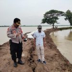 Kapolsek Losarang Didampinggi Kuwu Pegagan Lakukan Pengecekan Areal Sawah Yang Berpotensi Banjir