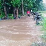 Puluhan Hektar Sawah Rusak akibat Banjir di Alasbuluh