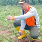 Managemen KPH Bersama LMDH Tanam Pohon Jati