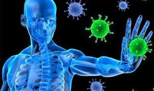 Peran Sel Dendritik Terhadap Sistem Imunitas Tubuh