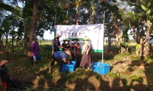 Panen Ikan Nila 4.000 KG, Dompet Dhuafa Dorong Ketahan Pangan Keluarga Di Masa Pandemi