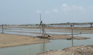 Harga Garam Terpuruk Petani Mengeluh Berharap Bantuan Pemerintah
