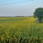 Petani Jaya Mulya Panen Raya di Lahan Seluas 970 Hektar