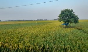 Petani Jaya Mulya Panen Raya di Lahan Seluas 970 Hektar
