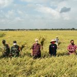 Bupati Nina Agustina Panen Raya Bersama Kelompok Tani