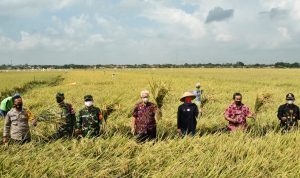 Bupati Nina Agustina Panen Raya Bersama Kelompok Tani