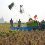 Manfaatkan Lahan Kosong Pertamina RU VI, Petani Panen Padi