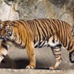 Harimau Sumatera Terkonfirmasi Covid-19