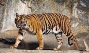 Harimau Sumatera Terkonfirmasi Covid-19