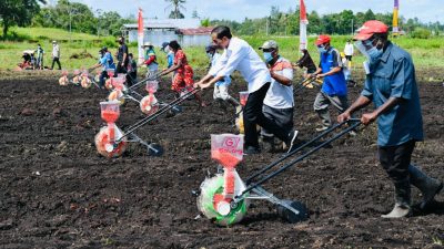 Presiden Jokowi: Tingkatkan Produktivitas Sektor Pertanian di Papua Barat
