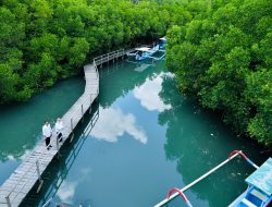 Presiden Tinjau Hutan Mangrove di Bali
