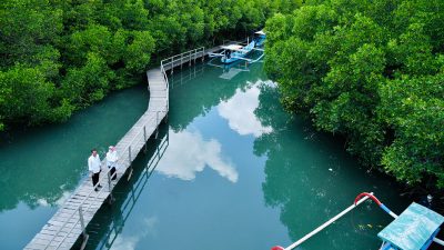 Presiden Tinjau Hutan Mangrove di Bali