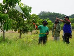 Targetkan Panen 1 Ton, CSR Kilang Balongan Lakukan Perawatan Kebun Mangga Agrimania