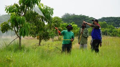 Targetkan Panen 1 Ton, CSR Kilang Balongan Lakukan Perawatan Kebun Mangga Agrimania