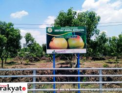 Mangga Agrimania Angkat Citra Indramayu