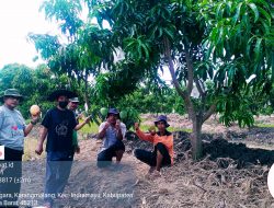 PT KPI Unit Balongan Bersama Kelompok Tani WTC Kembangkan Mangga Agrimania