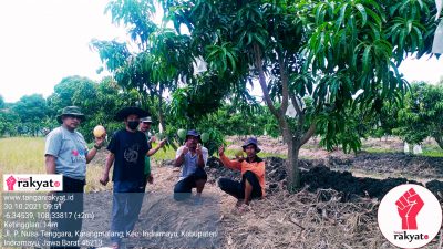 PT KPI Unit Balongan Bersama Kelompok Tani WTC Kembangkan Mangga Agrimania