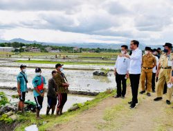 Produktivitas Petani Naik, Presiden: Tahun 2021 Kita Belum Impor Beras