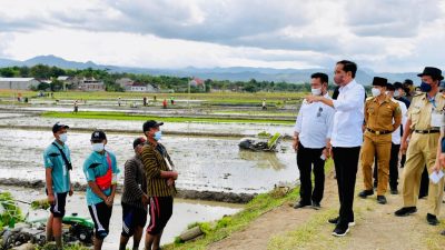 Produktivitas Petani Naik, Presiden: Tahun 2021 Kita Belum Impor Beras