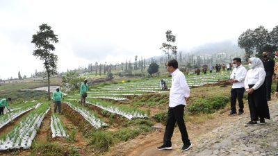 Tanam Bawang dengan Petani, Presiden Harap Produktivitas dan Pendapatan Petani Meningkat