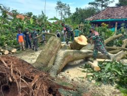Intensitas Hujan Angin di Indramayu Tinggi, TNI Bantu Warga Bersihkan Puing Kerusakan di Beberapa titik 