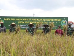 Kodim 0616 Indramayu menggelar panen raya Demontration Plot