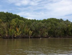 Blue Carbon Initiative, Solusi Pertamina Hulu Indonesia Jaga Mangrove Delta Mahakam