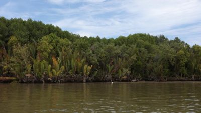 Blue Carbon Initiative, Solusi Pertamina Hulu Indonesia Jaga Mangrove Delta Mahakam