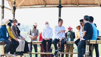 Presiden Jokowi Ingatkan Petani Rawat Kelapa Genjah