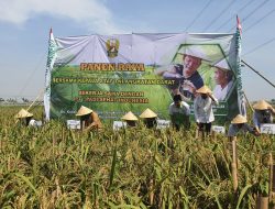 Bupati Cellica Temani KASAD Jenderal Dudung Abdurrahman Panen Raya Padi di Rengasdengklok