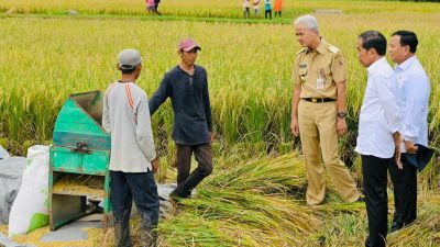 Presiden Minta Badan Pangan Nasional Hitung Harga Gabah Kering Petani