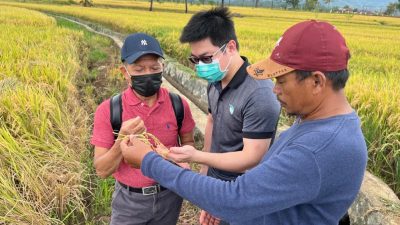 Taiwan Technical Mission Bantu Pengembangan Benih Padi di Sulsel