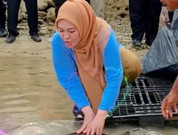 Bupati Pandeglang Lepas Empat Induk Penyu di Pantai Tanjung Lesung