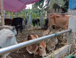 Jelang Hari Raya Idul Adha Penjualan Hewan Qurban Di Madina Turun 30%