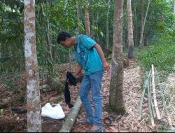 Meski Dihantui Binatang Buas, Petani di Roburan Tetap Nekat ke Kebun