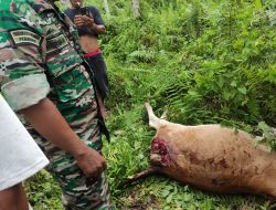 Harimau Kembali Muncul di Kotanopan, Dua Ternak Sapi Warga Dimangsa