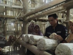 BMM Gelar Peresmian Program Pemberdayaan Ekonomi Jamur Tiram Masyarakat di  Surabaya 