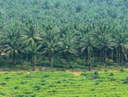 Perkebunan Sawit “Plat Merah” Urus Izin HGU Diduga Hutan Lindung, Kades Batusondat Melawan